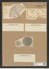 Coscinodiscus odontiscus Grun. (de-Toni-Nr.: Genus 202, Species 4927) Zeichnungen Sammlung Grunow Nr. 8697 (NHMW-BOT-W0378119)